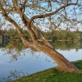 Cseke-tó, Tata - Egyéb