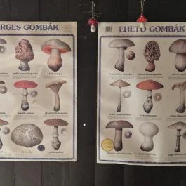 Cserje gombamúzeum Terény - Külső kép