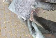 Csipkevarrók Kiskunhalas