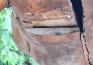 Csodaszarvas Domoszló