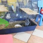 Raffaello Pizzéria & Étterem Budapest - Belső