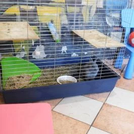 Raffaello Pizzéria & Étterem Budapest - Belső