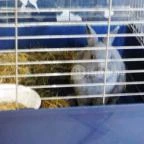 Raffaello Pizzéria & Étterem Budapest - Belső