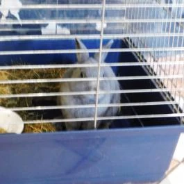 Raffaello Pizzéria & Étterem Budapest - Belső