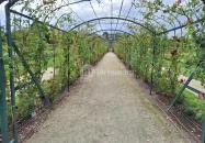 Cziráky Margit Rózsakert Fertőd