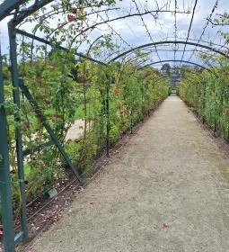 Cziráky Margit Rózsakert