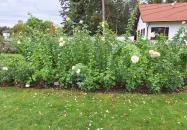 Cziráky Margit Rózsakert Fertőd