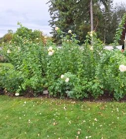 Cziráky Margit Rózsakert