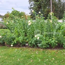 Cziráky Margit Rózsakert Fertőd - Külső kép