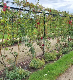 Cziráky Margit Rózsakert