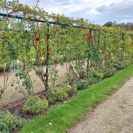 Cziráky Margit Rózsakert Fertőd - Egyéb