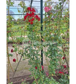 Cziráky Margit Rózsakert