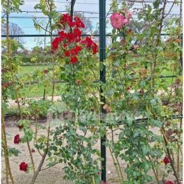 Cziráky Margit Rózsakert Fertőd - Egyéb