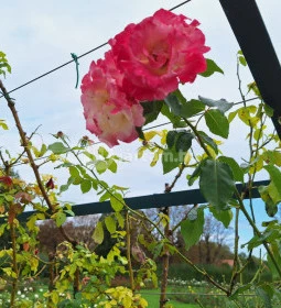 Cziráky Margit Rózsakert