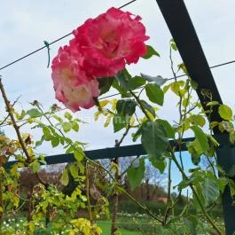 Cziráky Margit Rózsakert Fertőd - Egyéb