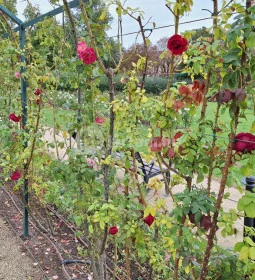 Cziráky Margit Rózsakert