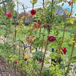 Cziráky Margit Rózsakert Fertőd - Egyéb