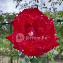 Cziráky Margit Rózsakert Fertőd - Egyéb