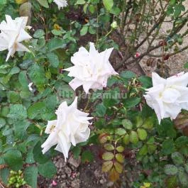 Cziráky Margit Rózsakert Fertőd - Egyéb