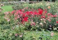 Cziráky Margit Rózsakert Fertőd