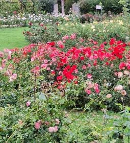 Cziráky Margit Rózsakert