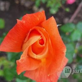 Cziráky Margit Rózsakert Fertőd - Egyéb