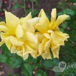 Cziráky Margit Rózsakert Fertőd - Egyéb