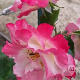 Cziráky Margit Rózsakert Fertőd - Egyéb