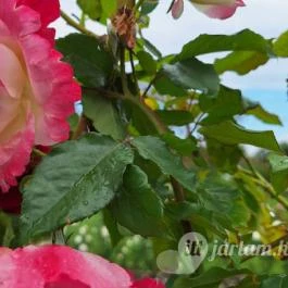 Cziráky Margit Rózsakert Fertőd - Egyéb