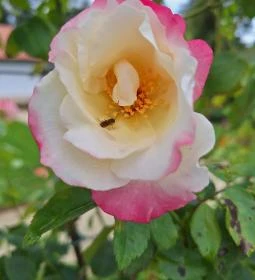 Cziráky Margit Rózsakert