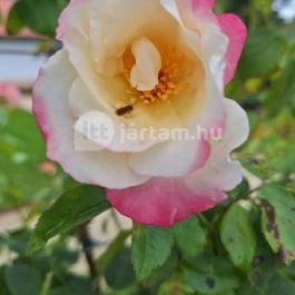 Cziráky Margit Rózsakert Fertőd - Egyéb