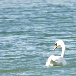 Denkpál-Hallépcső, Dunasziget - Egyéb