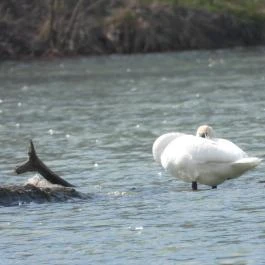 Denkpál-Hallépcső, Dunasziget - Egyéb