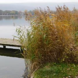 Derítő-tó Tata - Egyéb