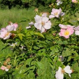 Dolina-völgy Albertirsa - Egyéb