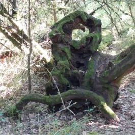 Dolina-völgy Albertirsa - Egyéb