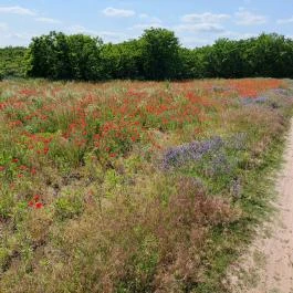Dolina-völgy Albertirsa - Külső kép