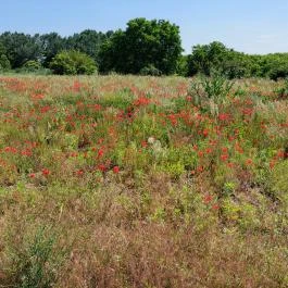 Dolina-völgy Albertirsa - Külső kép