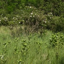 Dolina-völgy Albertirsa - Külső kép