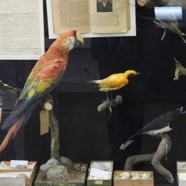 Dr. Batthyány-Strattmann László Múzeum Körmend - Egyéb