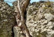 Drégely vára Drégelypalánk