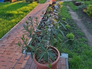 Dura Vendégház Paszab