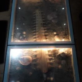 Dzsungel Kávézó & Étterem Budapest - Belső