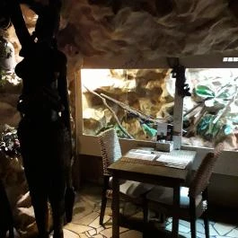 Dzsungel Kávézó & Étterem Budapest - Belső