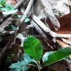 Dzsungel Kávézó & Étterem Budapest - Belső