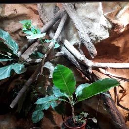 Dzsungel Kávézó & Étterem Budapest - Belső