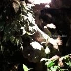 Dzsungel Kávézó & Étterem Budapest - Belső