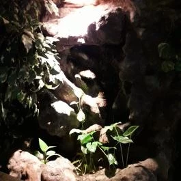 Dzsungel Kávézó & Étterem Budapest - Belső