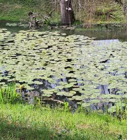 Edelényi kastélysziget