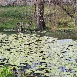 Edelényi kastélysziget Edelény - Külső kép